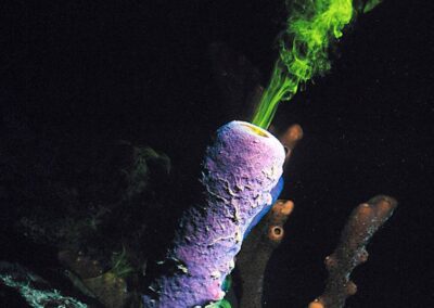 In this photograph, the pumping action of a sponge is illustrated. A non-toxic yellow dye has been squirted around the base of a purple tube sponge in the Caribbean. Shortly thereafter, the dye is pumped out through the osculum at the top of the sponge.