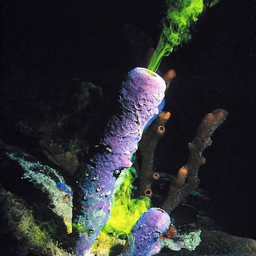 Purple tube sponge releasing dyed water to show filtration flow underwater