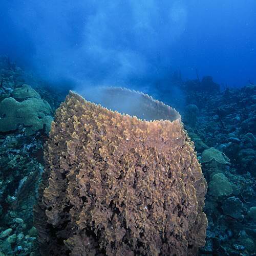 This barrel sponge is spawning.