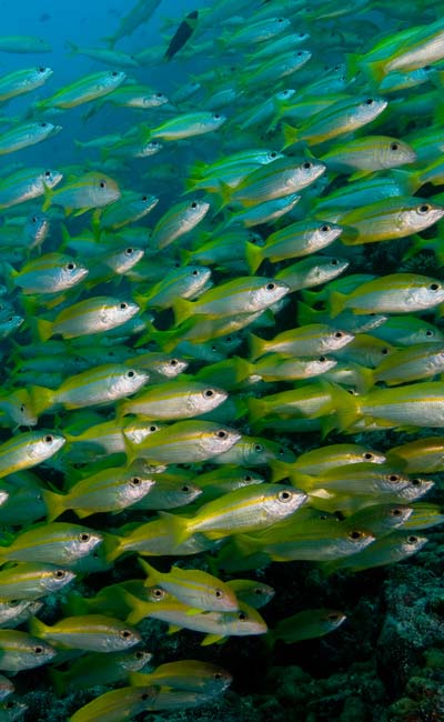 School of fish