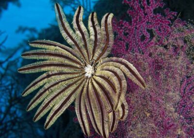 Crinoid